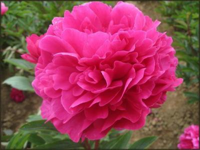 Пион травянистый Сердце Короля (в тубе) в интернет гипермаркете «Планета Лета». Фото