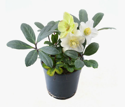 Морозник махровый микс, Гор12, Выс34 в интернет гипермаркете «Планета Лета». Фото