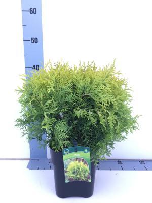 Туя запад.Golden Globe, Гор19, Выс40 в интернет гипермаркете «Планета Лета». Фото