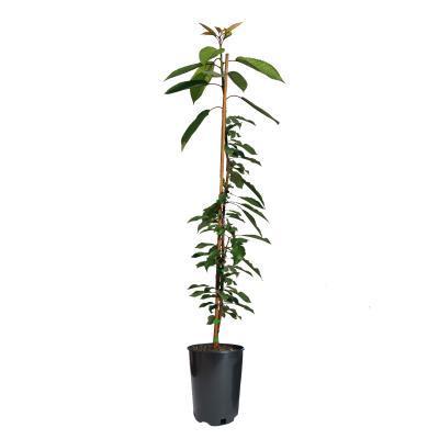 Черешня Ревна 2-летка С4 Выс140 в интернет гипермаркете «Планета Лета». Фото