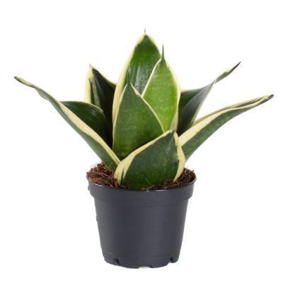 Сансевиерия, Гор6, Выс11 в интернет гипермаркете «Планета Лета». Фото