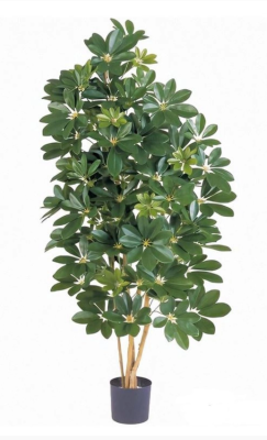 Шеффлера натуральная зелёная 80 см в интернет гипермаркете «Планета Лета». Фото