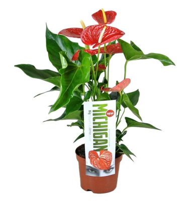 Антуриум Michigan, Гор14, Выс50 в интернет гипермаркете «Планета Лета». Фото