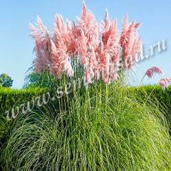 Пампасная трава Пинк Фезер П в интернет гипермаркете «Планета Лета». Фото