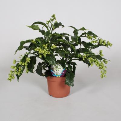 Клеродендрон Prospero, Гор13, Выс40 в интернет гипермаркете «Планета Лета». Фото