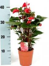 Антуриум Vivaro, Гор9, Выс40 в интернет гипермаркете «Планета Лета». Фото