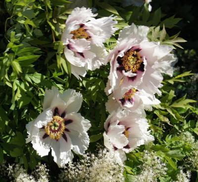 Пион рока Шелковая Вуаль (туба) в интернет гипермаркете «Планета Лета». Фото