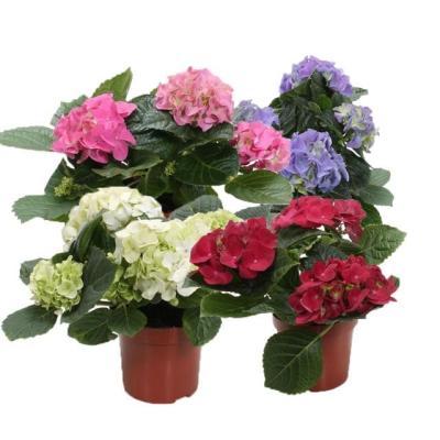 Гидрангея Macrophylla, Гор10, Выс25 в интернет гипермаркете «Планета Лета». Фото