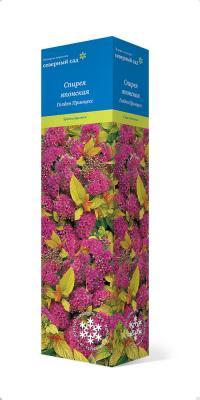 Спирея японская Голден Принцесс/ЦКор в интернет гипермаркете «Планета Лета». Фото