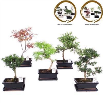 Бонсаи Outdoor Mix, Гор20, Выс45 в интернет гипермаркете «Планета Лета». Фото