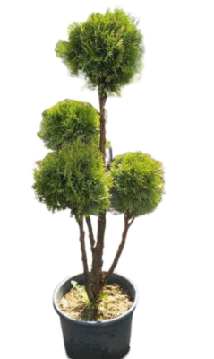 Туя запад.Smaragd помпон, Гор28, Выс110 в интернет гипермаркете «Планета Лета». Фото