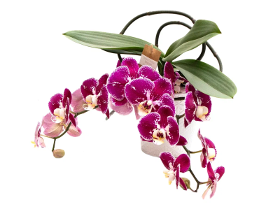 Фаленопсис Table Orchid Nature, Гор12, Выс40 в интернет гипермаркете «Планета Лета». Фото