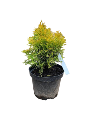 Туя запад.Mirjam', C6, Выс25-30 в интернет гипермаркете «Планета Лета». Фото