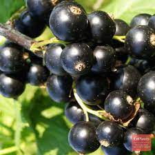 Смородина черная традиционные сорта Ядреная/ЦКор в интернет гипермаркете «Планета Лета». Фото