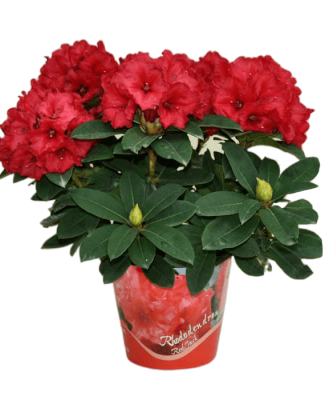 Рододендрон Red Jack, Гор45, Выс120 в интернет гипермаркете «Планета Лета». Фото