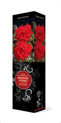 Роза Раффлс флорибунда Индиан Раффлс П в интернет гипермаркете «Планета Лета». Фото