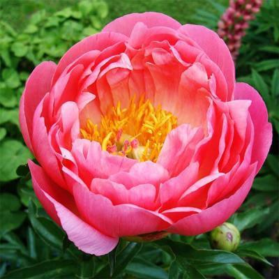 Пион травянистый Корал Сансет в интернет гипермаркете «Планета Лета». Фото