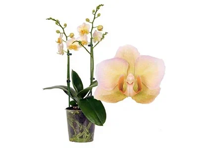 Фаленопсис 2 pp Burgundy, Гор12, Выс70 в интернет гипермаркете «Планета Лета». Фото