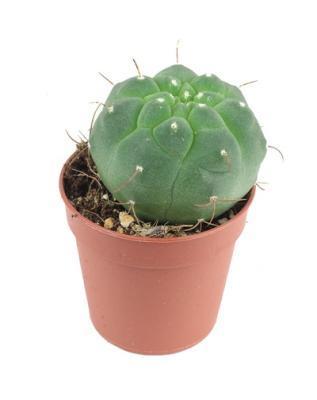 Кактус Matacuna madisorum, Гор9, Выс10 в интернет гипермаркете «Планета Лета». Фото