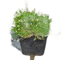 Мшанка шиловидная, Гор12, Выс15 в интернет гипермаркете «Планета Лета». Фото