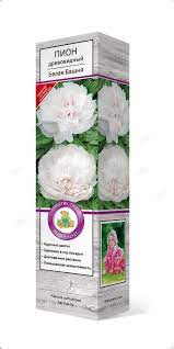 Пион древовидный Весенняя ива/ЦКорЛюкс П в интернет гипермаркете «Планета Лета». Фото