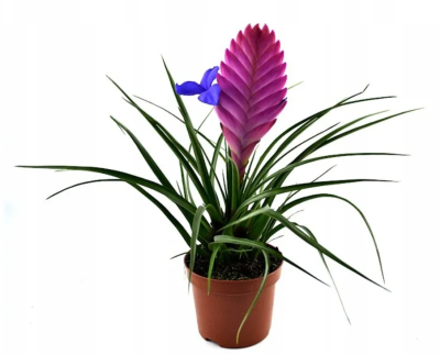 Тиландсия Anita, Гор9, Выс15 в интернет гипермаркете «Планета Лета». Фото