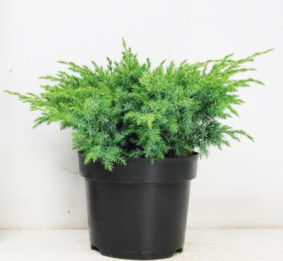 Можжевел.чешуйч.Blue Swede, Гор17, Выс40 в интернет гипермаркете «Планета Лета». Фото