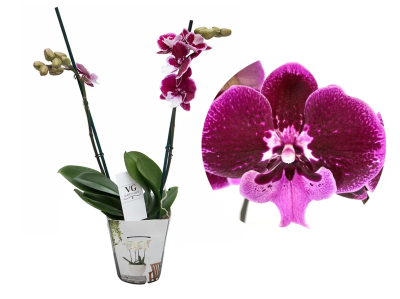 Фаленопсис 2 pp Hot Kiss, Гор12, Выс70 в интернет гипермаркете «Планета Лета». Фото