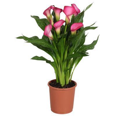 Калла, Гор10, Выс40 в интернет гипермаркете «Планета Лета». Фото