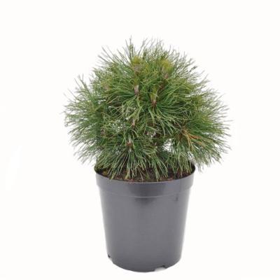 Сосна горная Varella, Гор23, Выс30 в интернет гипермаркете «Планета Лета». Фото