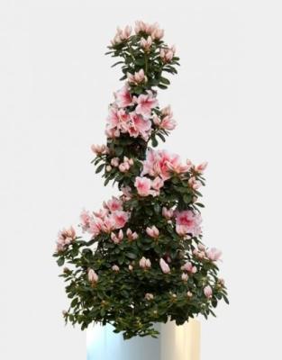 Рододендрон Pyramid salmon, Гор15, Выс50 в интернет гипермаркете «Планета Лета». Фото