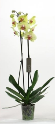 Фаленопсис 2 pp Edyta, Гор12, Выс65 в интернет гипермаркете «Планета Лета». Фото