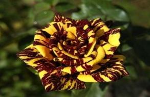 Роза флорибунда Сим Салабим в коробке в интернет гипермаркете «Планета Лета». Фото