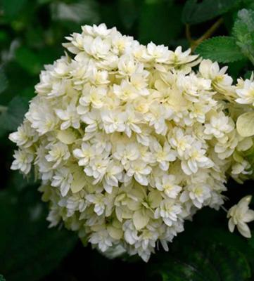 Гортензия древовидная Люкс Дабл Анабель П в интернет гипермаркете «Планета Лета». Фото