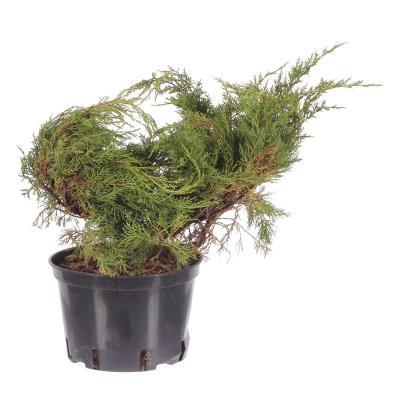 Бонсай Можжевельник средн.Pfitzeriana Glauca, Гор35, Выс100-110 И в интернет гипермаркете «Планета Лета». Фото