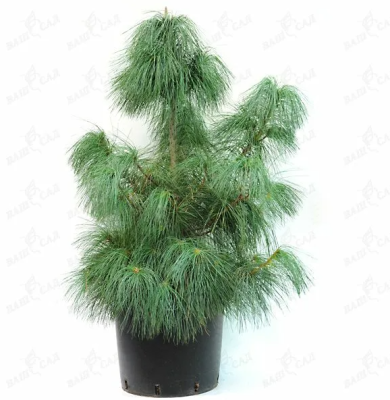 Сосна гималайская, Гор17, Выс30 в интернет гипермаркете «Планета Лета». Фото