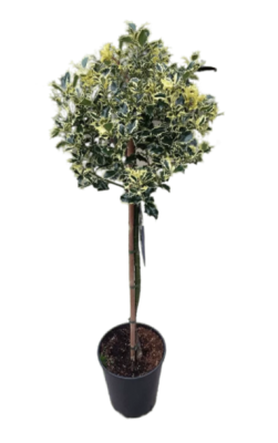 Падуб остролист.Variegata штамб, Гор28, Выс120 И в интернет гипермаркете «Планета Лета». Фото