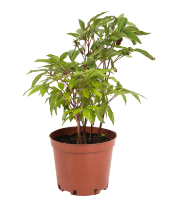 Пион микс, Гор19, Выс35 в интернет гипермаркете «Планета Лета». Фото