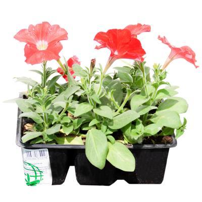 Петуния микс (1*6) клаета, М в интернет гипермаркете «Планета Лета». Фото