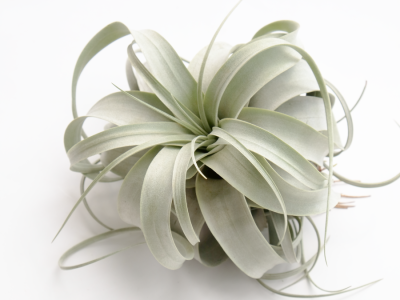 Тилландсия Xerographica, Гор5, Выс25 в интернет гипермаркете «Планета Лета». Фото