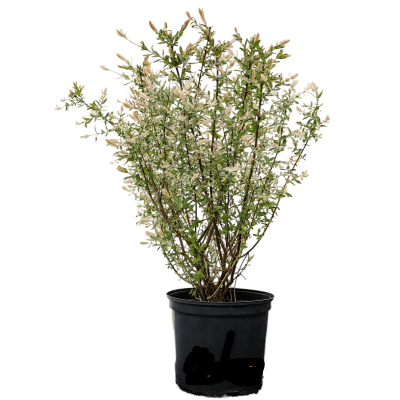 Ива цельнолист.Hakuro Nishiki, Гор23, Выс80 в интернет гипермаркете «Планета Лета». Фото