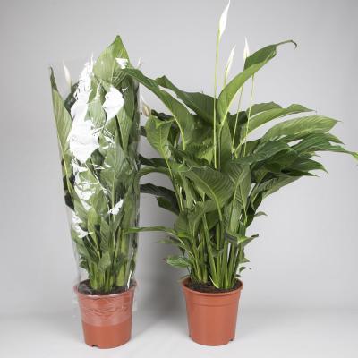 Спатифиллум Sweet Lauretta, Гор24, Выс100 в интернет гипермаркете «Планета Лета». Фото