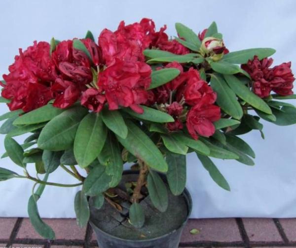 Рододендрон Franziska, Гор14, Выс35 в интернет гипермаркете «Планета Лета». Фото
