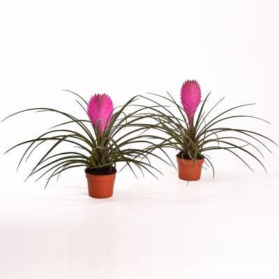 Тилландсия Cyanea, Гор5, Выс20 в интернет гипермаркете «Планета Лета». Фото