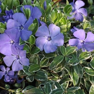 Барвинок малый Ralph Shugert, Гор17, Выс10-15 в интернет гипермаркете «Планета Лета». Фото