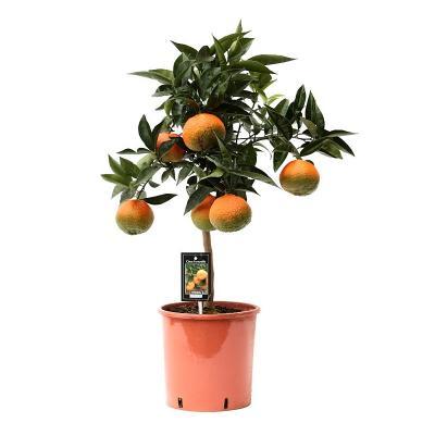 Цитрофортунелла Red Lime, Гор15, Выс50 в интернет гипермаркете «Планета Лета». Фото