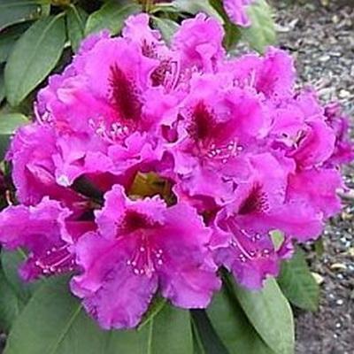 Рододендрон гибридный Азурро/ЦКор в интернет гипермаркете «Планета Лета». Фото