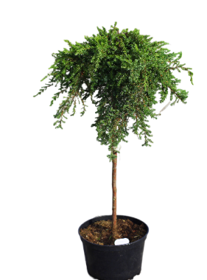 Можжевел.прибреж.Blue Pacific штамб, Гор30, Выс60 И в интернет гипермаркете «Планета Лета». Фото