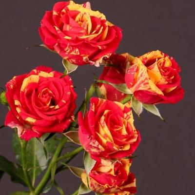 Роза спрей Фаер Флеш ОКС в интернет гипермаркете «Планета Лета». Фото