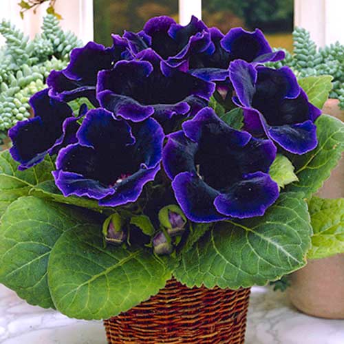 STA Глоксиния Violacea (x1) в интернет гипермаркете «Планета Лета». Фото